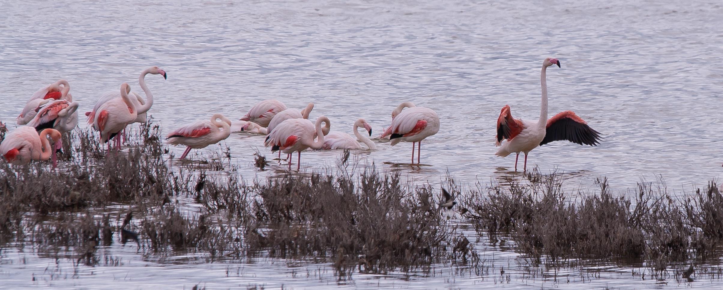 Laguna flamencos