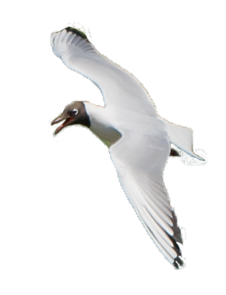 Pájaro