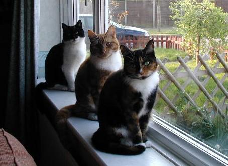 Cats